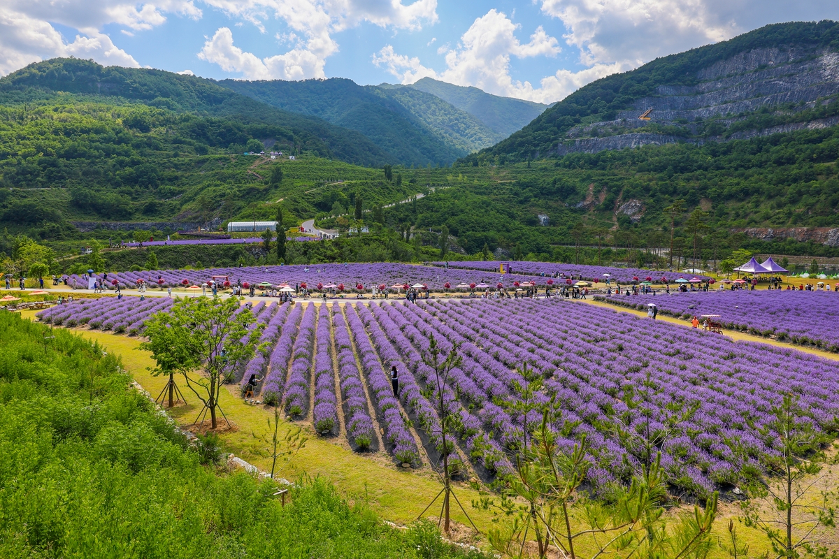 Korea's Biggest Lavender Festival Returns This June